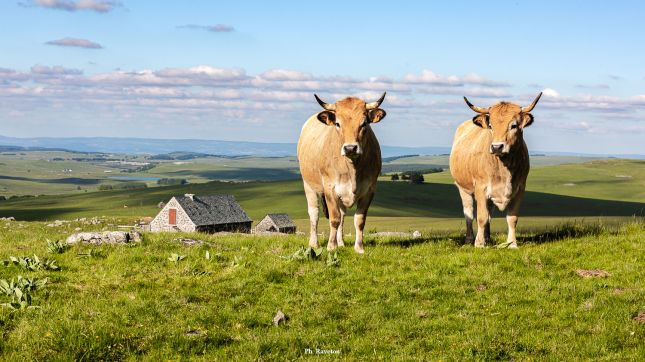 Vaches En Estive Sur L'Aubrac - Centerblog