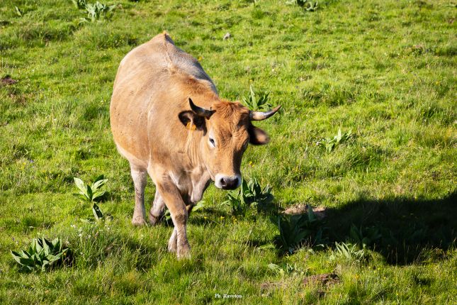 _DM35806_buron-Aubrac-Trap_haut