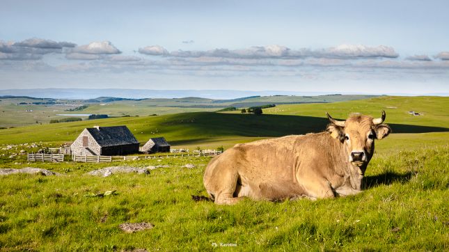 _DM35809_buron-Aubrac-Trap_haut